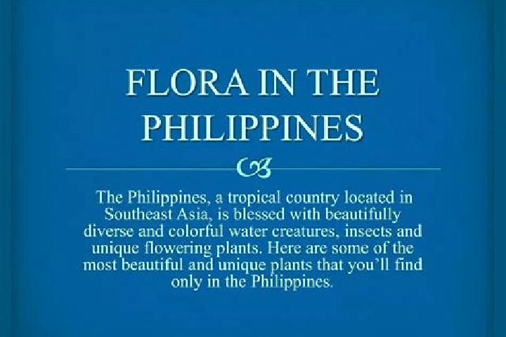 Elizabeth, 39 — Escort in Flora, Philippines