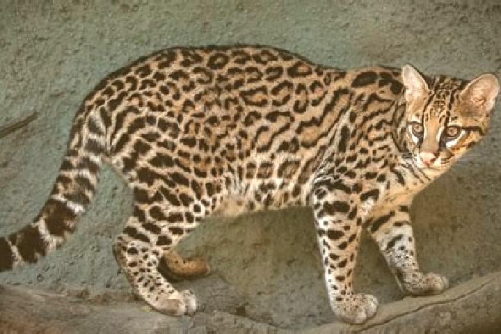 Ella, 21 — Escort in Ocelota, Mexico