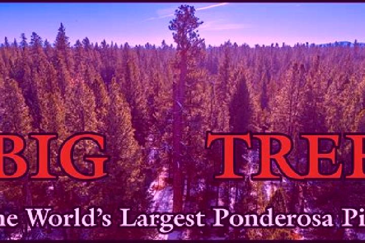 Ella, 21 — Escort in Ponderosa Pine, United States