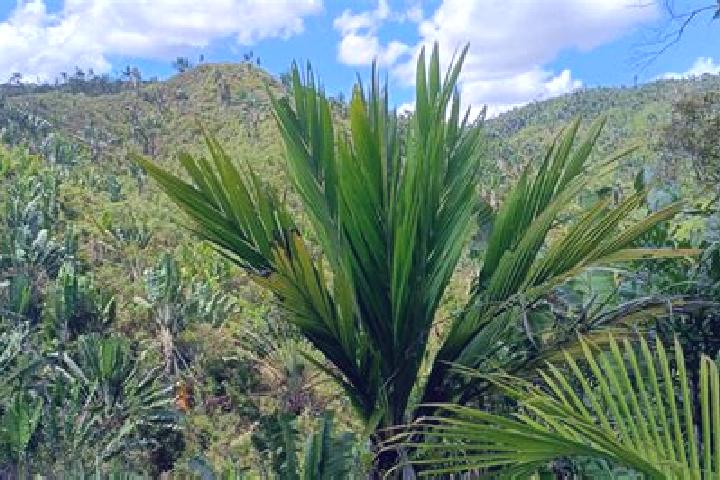 Ella, 32 — Escort in Ifanadiana, Madagascar