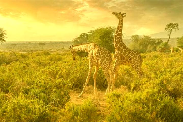 Ella, 32 — Escort in Samburu, Kenya