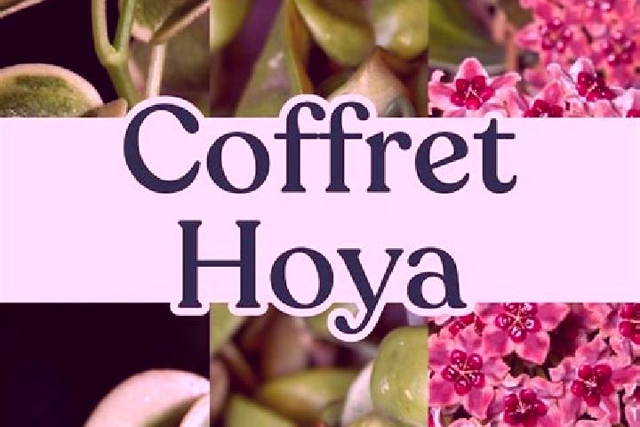 Ella, 33 — Escort in Hoya, Germany