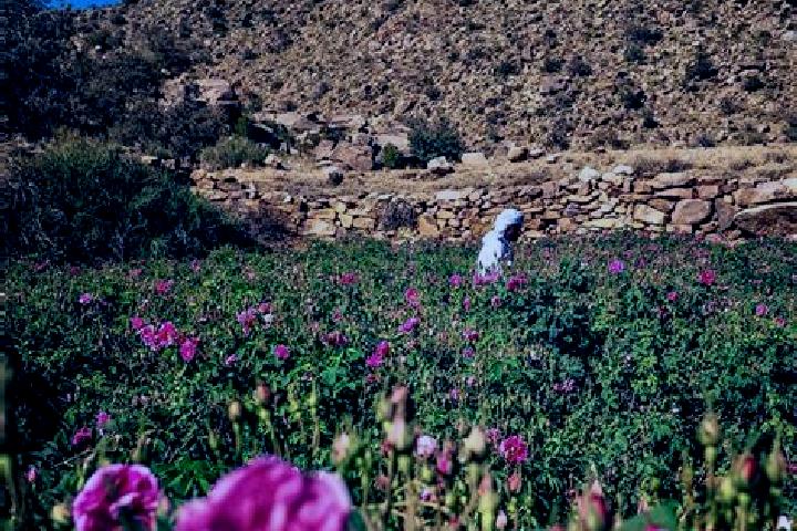 Ellie, 22 — Escort in Ash Shafa, Saudi Arabia