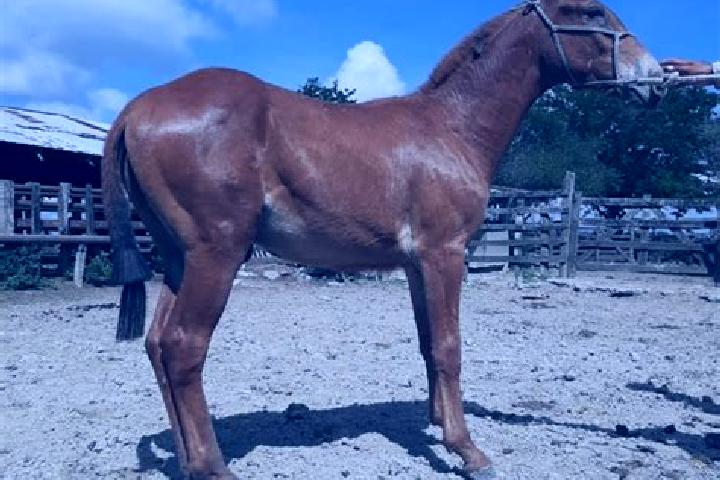 Ellie, 23 — Escort in Magozal, Mexico
