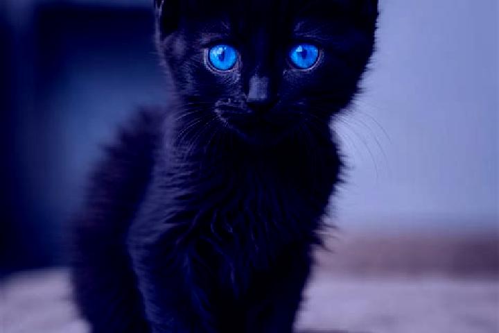 Ellie, 25, a black blue-eyed mediterranean companion based in Crossett. Offering BDSM, Girlfriend Experience, OWO. Available for incall and outcall, day and ...