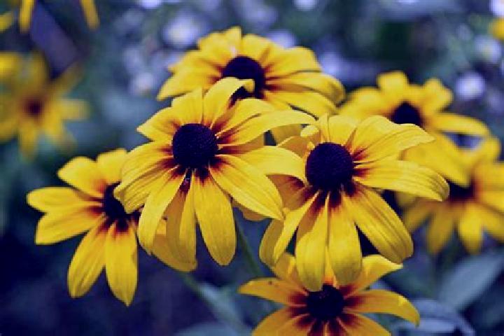 Ellie, 27, a black dark-eyed european companion based in Riegelwood. Offering GFE, Fetish, 69, Overnight. Available for incall and outcall, day and evening d...