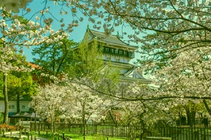 Ellie, 34 — Escort in Kitakyushu, Japan