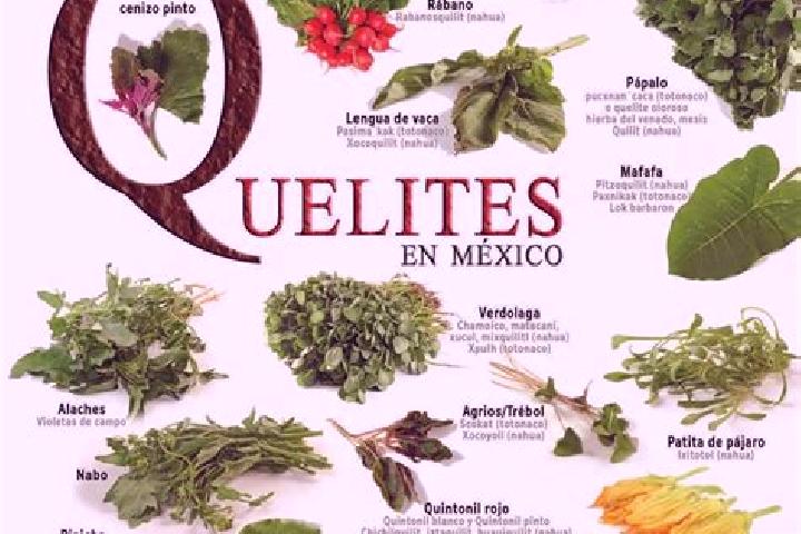 Ellie, 35 — Escort in Santa Maria Quelites, Mexico