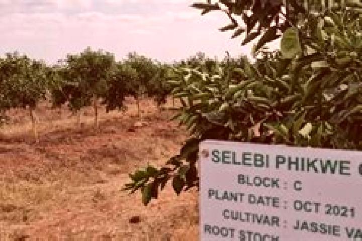 Ellie, 35 — Escort in Selebi-Phikwe, Botswana