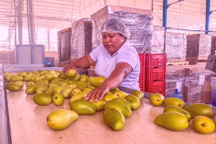 Ellie, 36 — Escort in Puerta de Mangos, Mexico