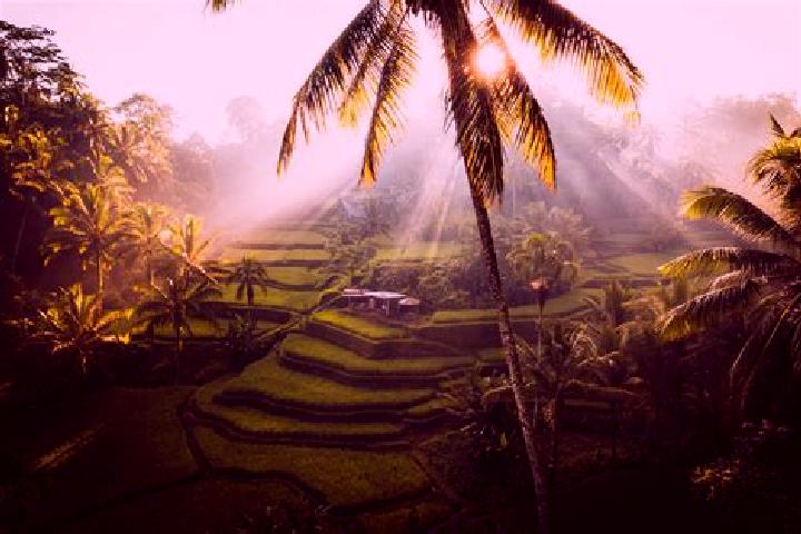 Ellie, 36 — Escort in Ubud, Indonesia