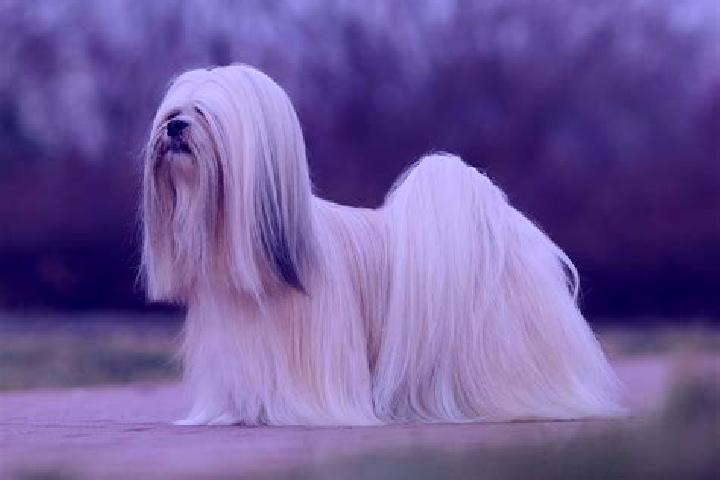 Ellie, 39 — Escort in Opsa, Belarus