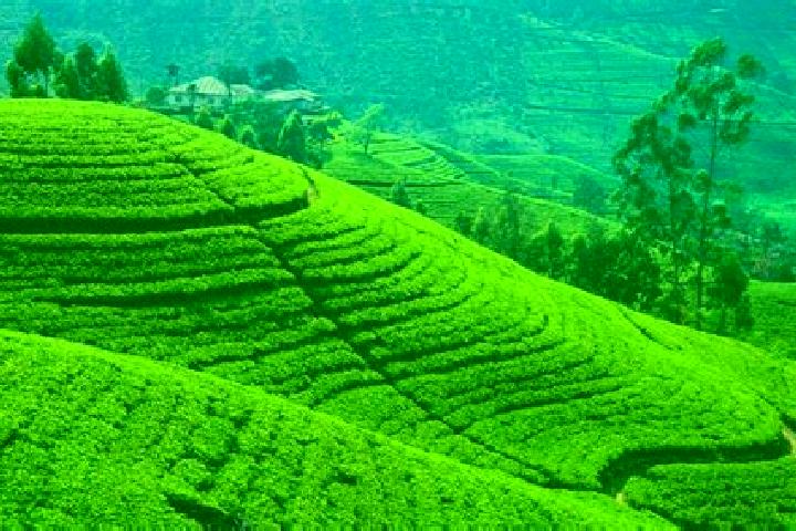 Emily, 21 — Escort in Tasti Tea Garden, India