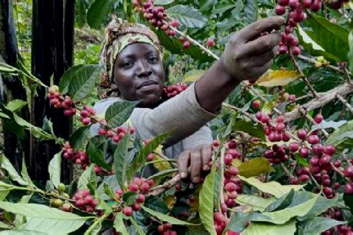Emily, 22 — Escort in Kapchorwa, Uganda