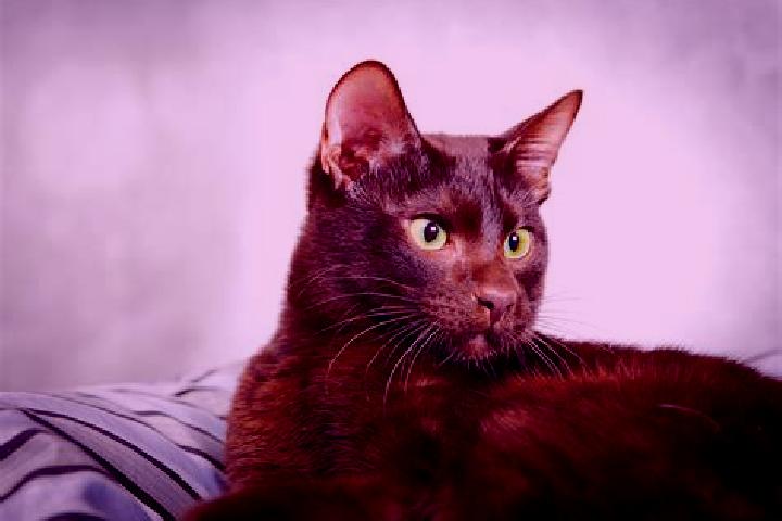 Emily, 28, a black brown-eyed caribbean companion based in Centre Hall. Offering Party Girl, Travel Companion, Striptease, BDSM, Massage. Available for incal...