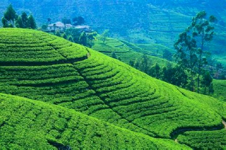 Emily, 30 — Escort in Tasti Tea Garden, India