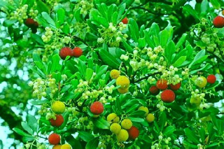 Emily, 31 — Escort in El Frutillo, Mexico