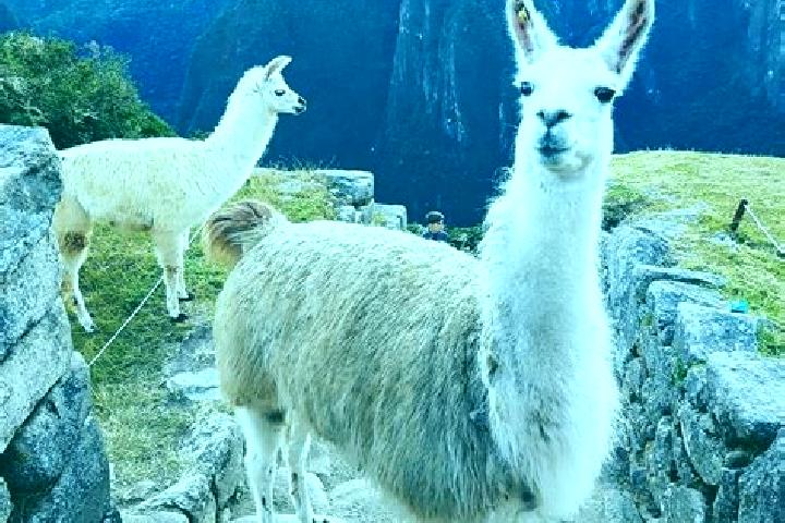 Emily, 31 — Escort in Llama, Peru
