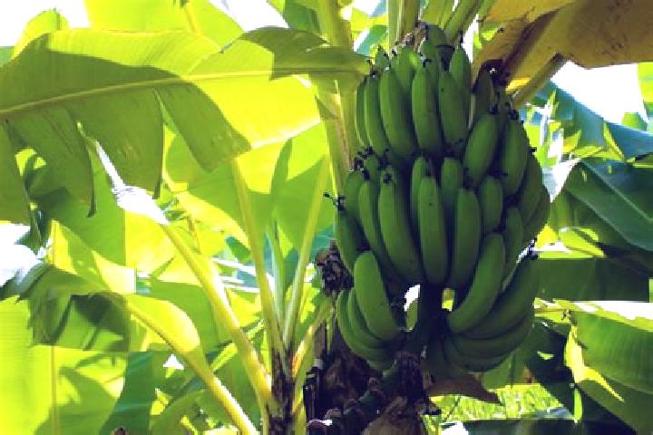 Emily, 37 — Escort in Mata de Platano, Honduras