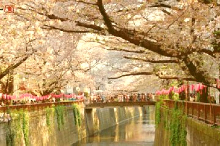 Emily, 39 — Escort in Itogawa, Japan