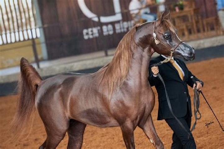 Emma, 37 — Escort in Riacho dos Cavalos, Brazil