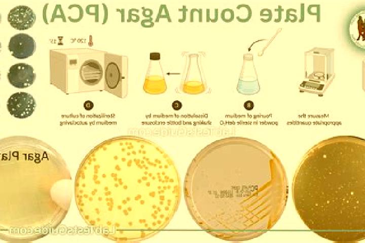 escort Agar