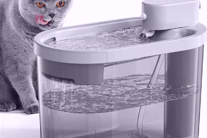 escort Agua de Gato
