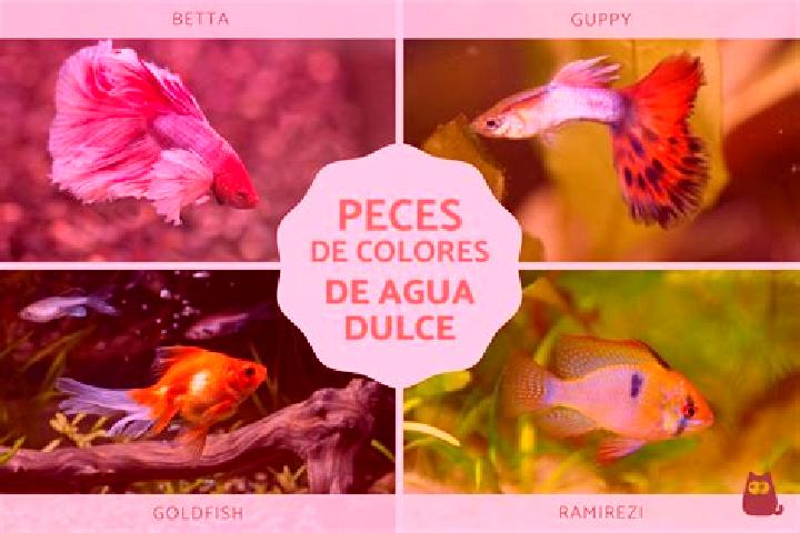 escort Agua Dulce