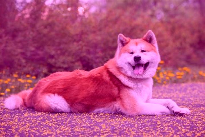 escort Akita