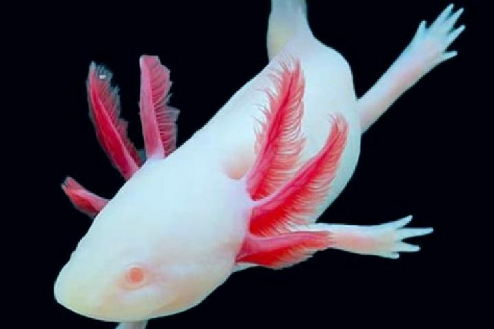 escort Albino