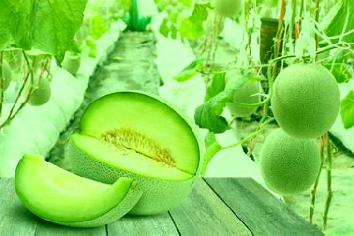 escort Alija de los Melones