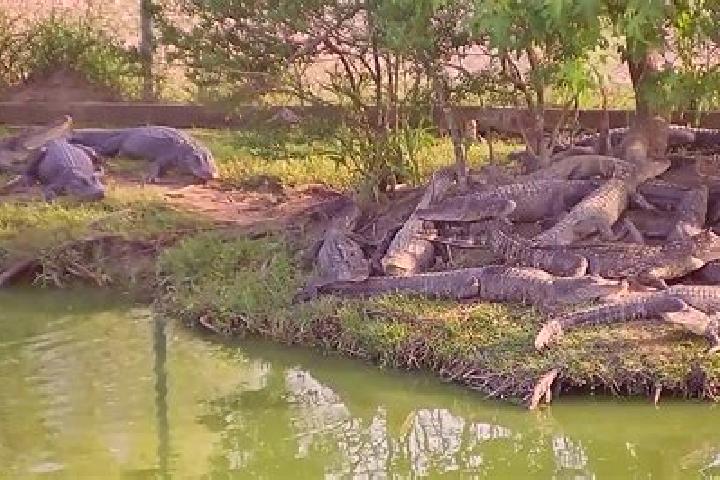 escort Alligator Pond