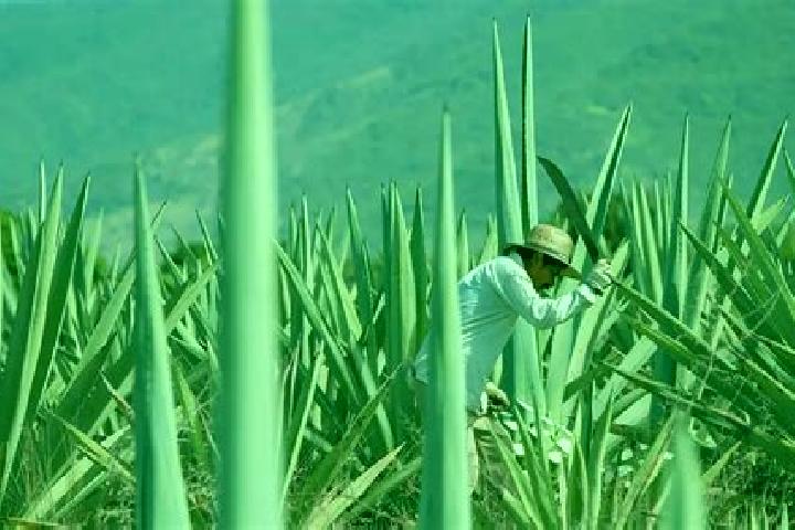 escort Ameyaltepec