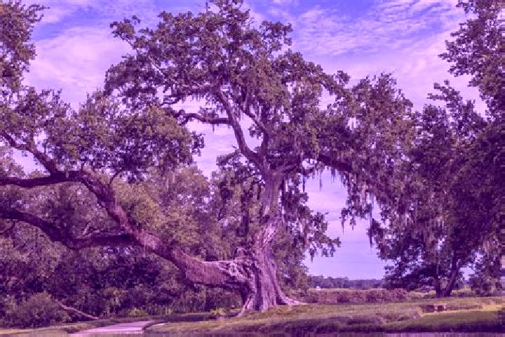escort Ancient Oaks