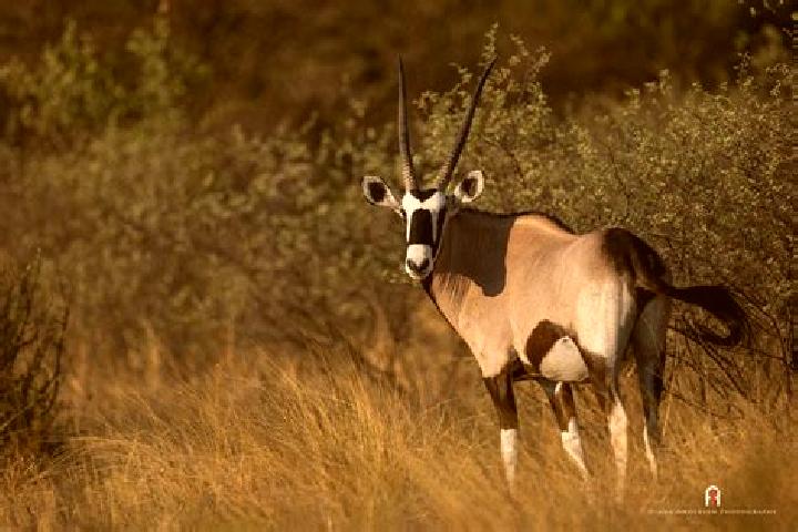 escort Antelope
