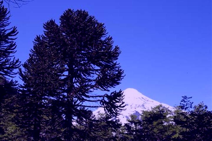 escort Araucaria