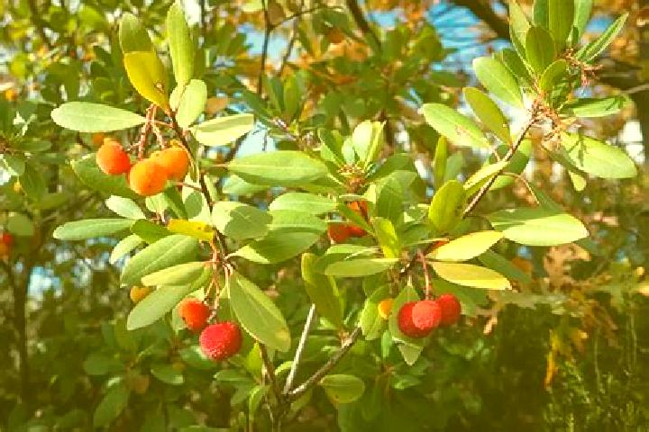 escort Arbutus