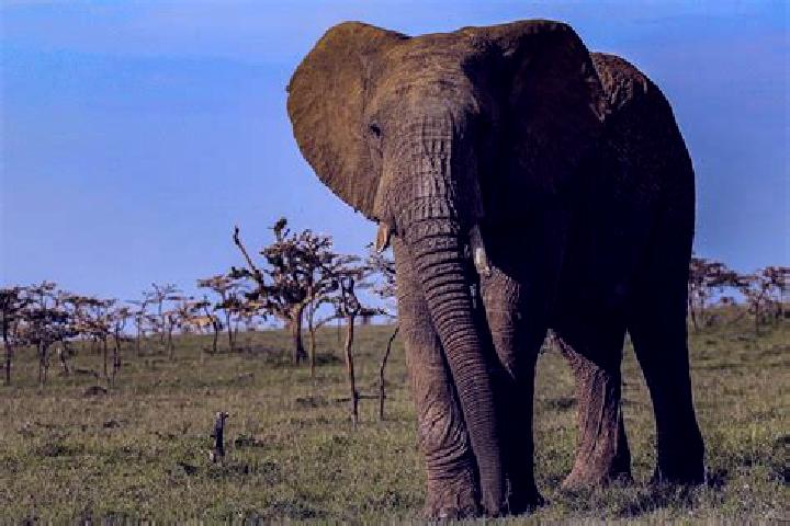 escort Arusha
