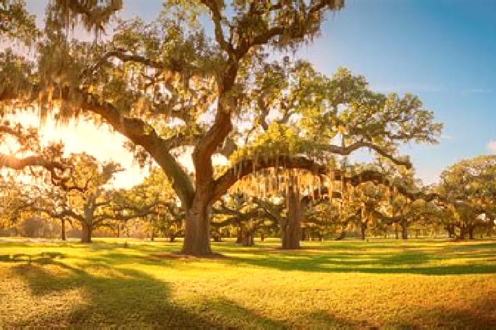 escort Audubon Park