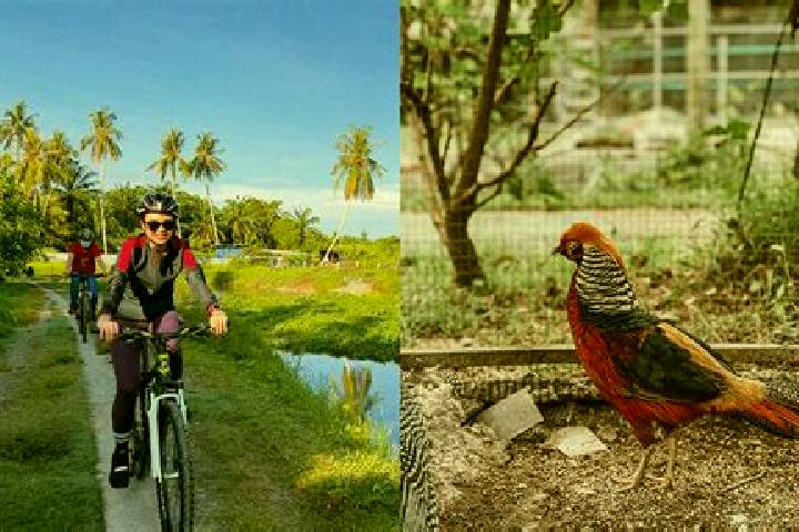escort Balik Pulau