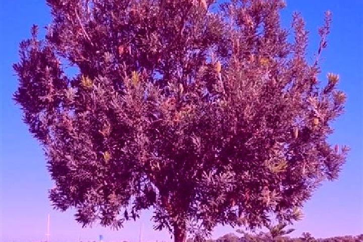 escort Banksia