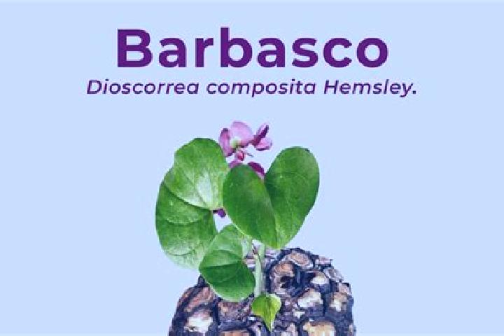 escort Barbasco