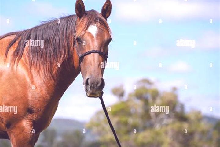 escort Bay Horse