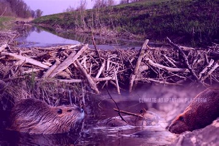 escort Beaver Dam
