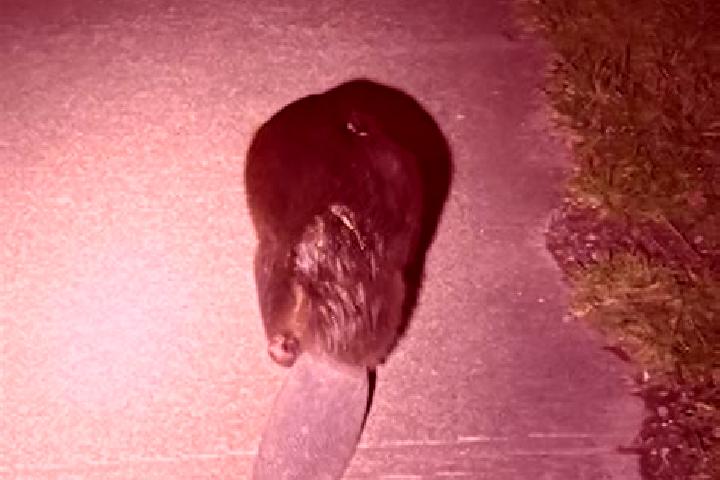 escort Beaver