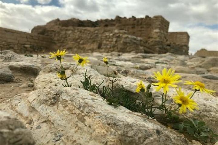 escort Beersheba
