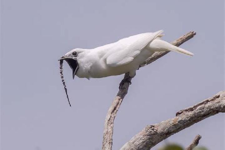 escort Bellbird