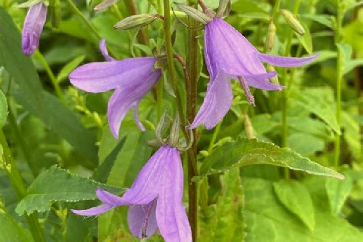escort Bellflower