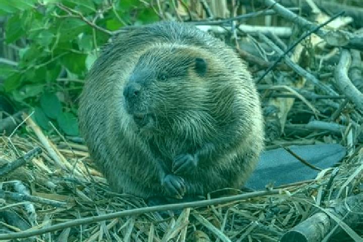 escort Big Beaver