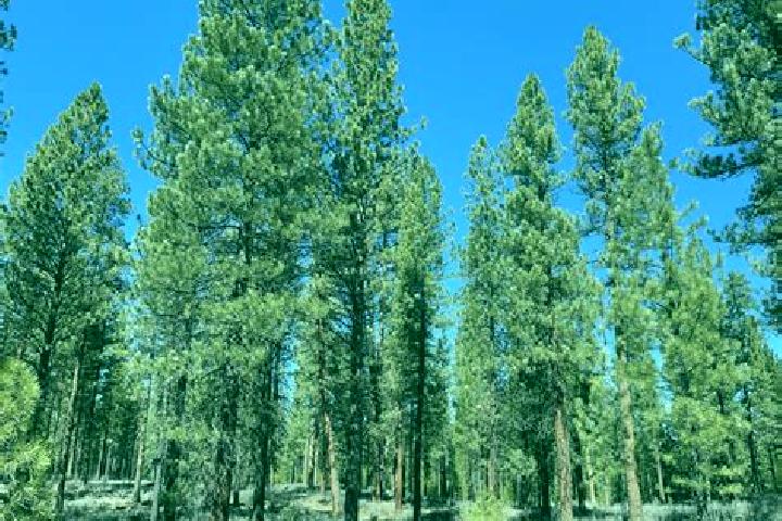 escort Big Pine